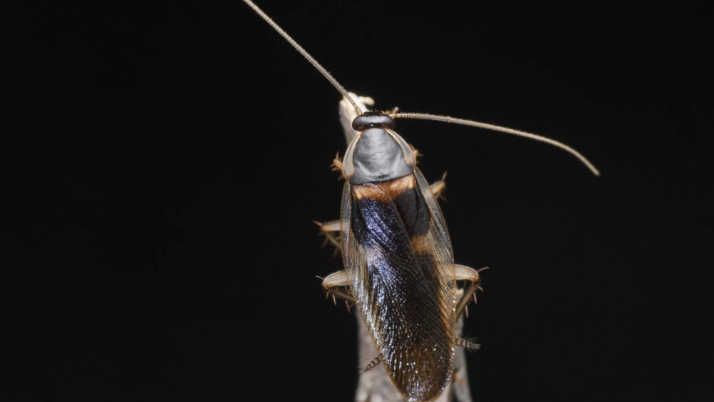 image-stock-1200-brown-banded-cockroach-1454350858