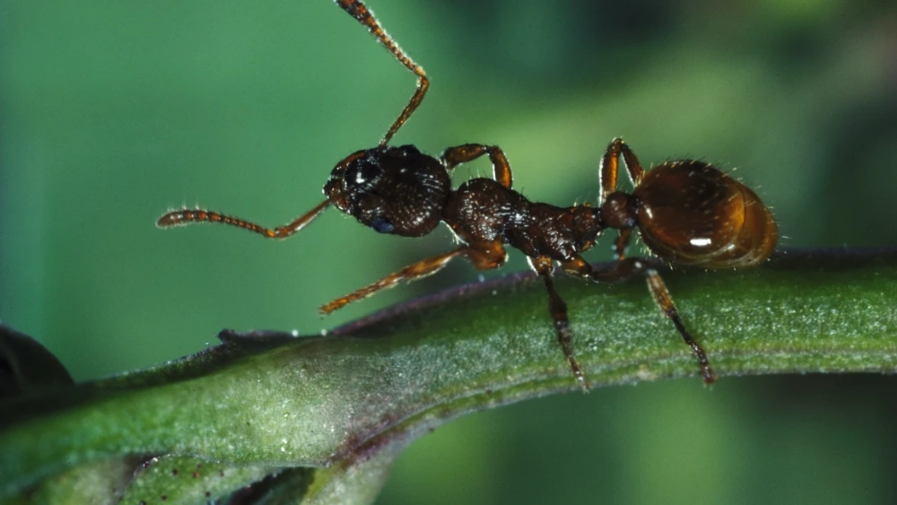  How to get rid of ants