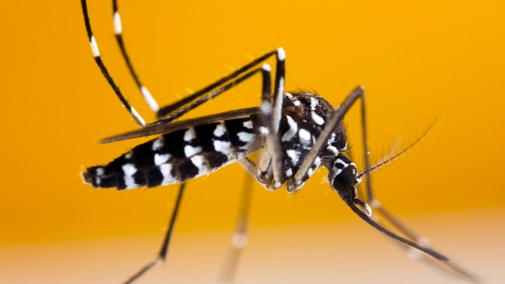 image-stock-tiger-mosquito.webp
