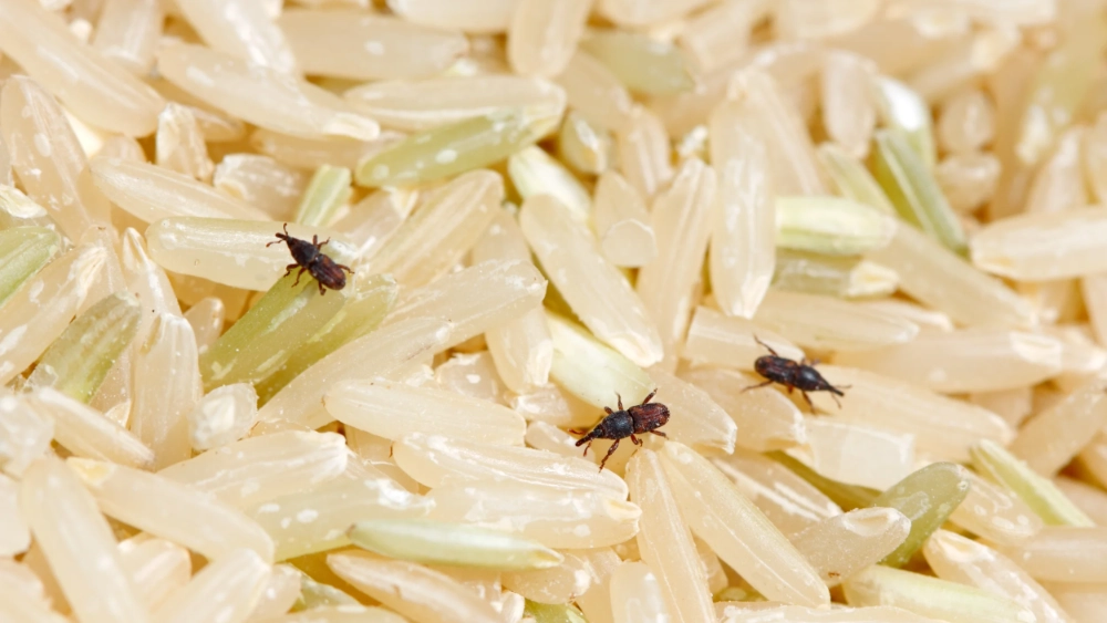 Rice Weevil