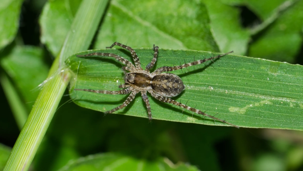  Wolf spider