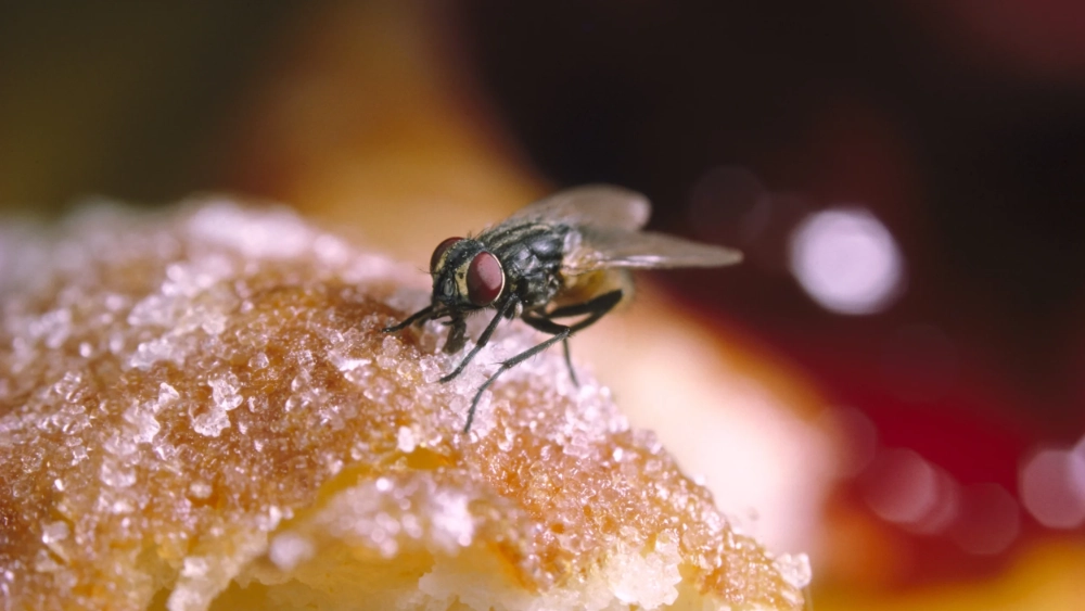flies-blue-bottle-fly-on-leaf