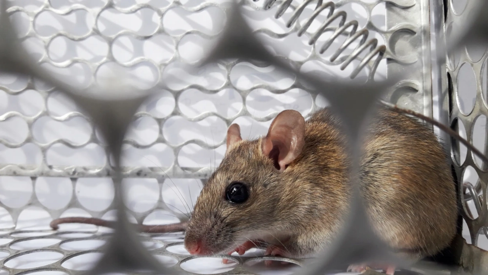image-stock-2500-banner-rat-in-cage-mousetrap-on-white-background-1083535004