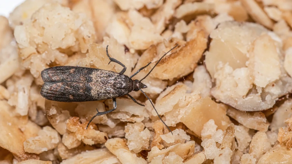 indian-meal-moth-on-oatmeal