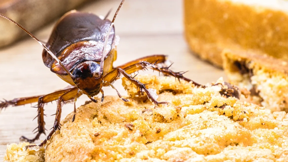 red-black-cockroach-eating-cookie-scraps