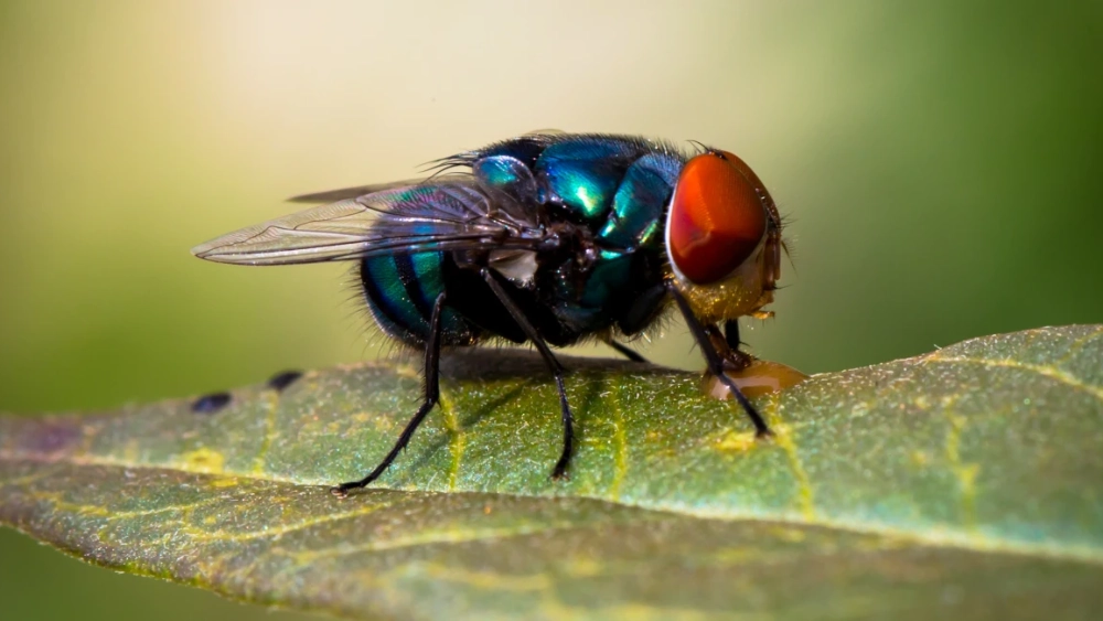 Mosca Metálica