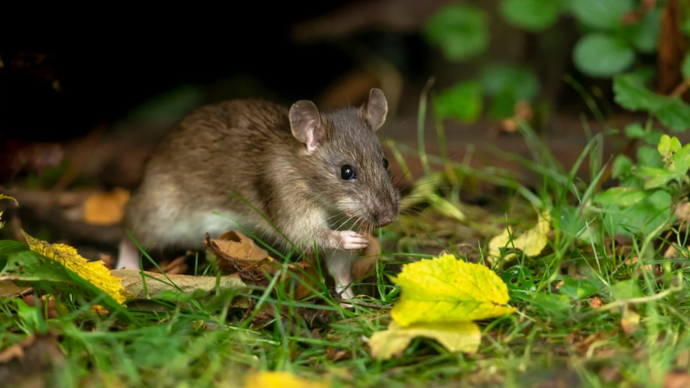 How to get rid of rats