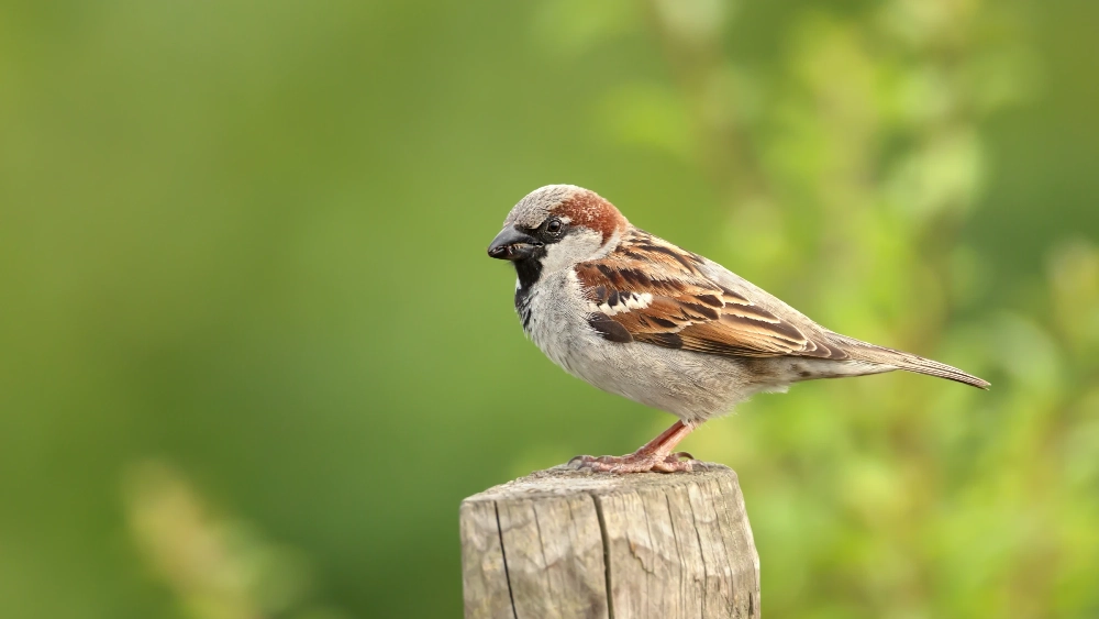 House Sparrow