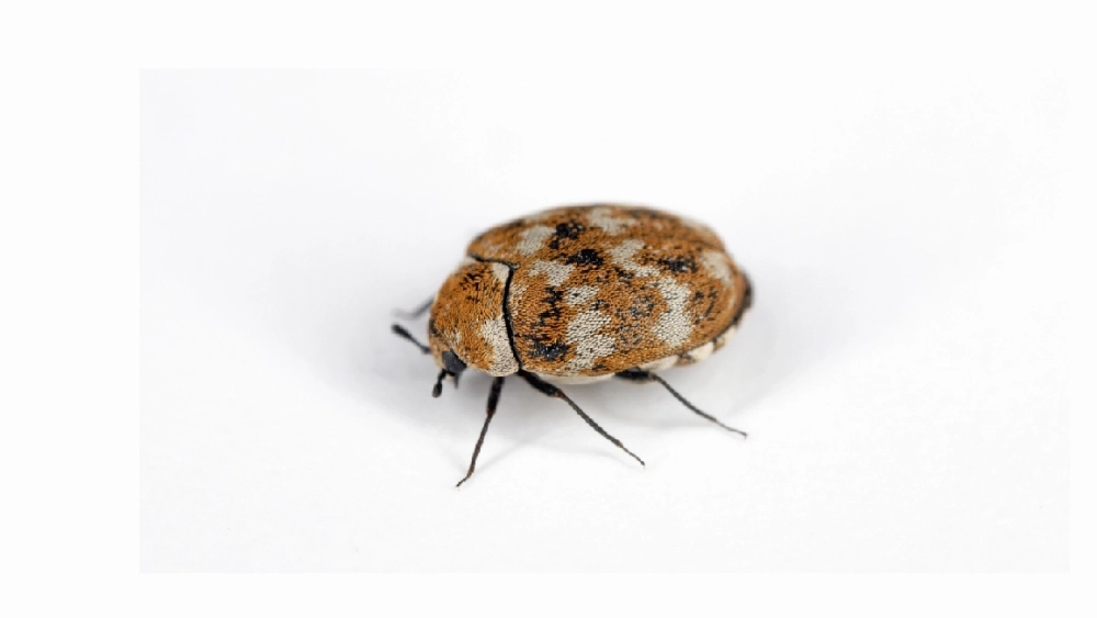 Varied carpet beetle