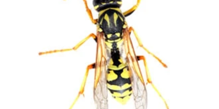 Australian wasp and bee species | Rentokil AU
