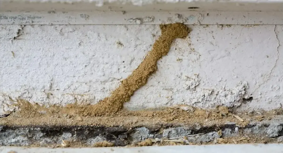 https://www.rentokil.com/dam/jcr%3A4dbed2a6-a1f1-4cdb-8ea4-6352a0a2ad73/termite-mud.webp