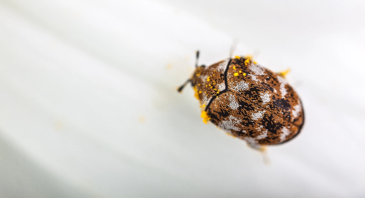 Carpet Beetle Attagenus