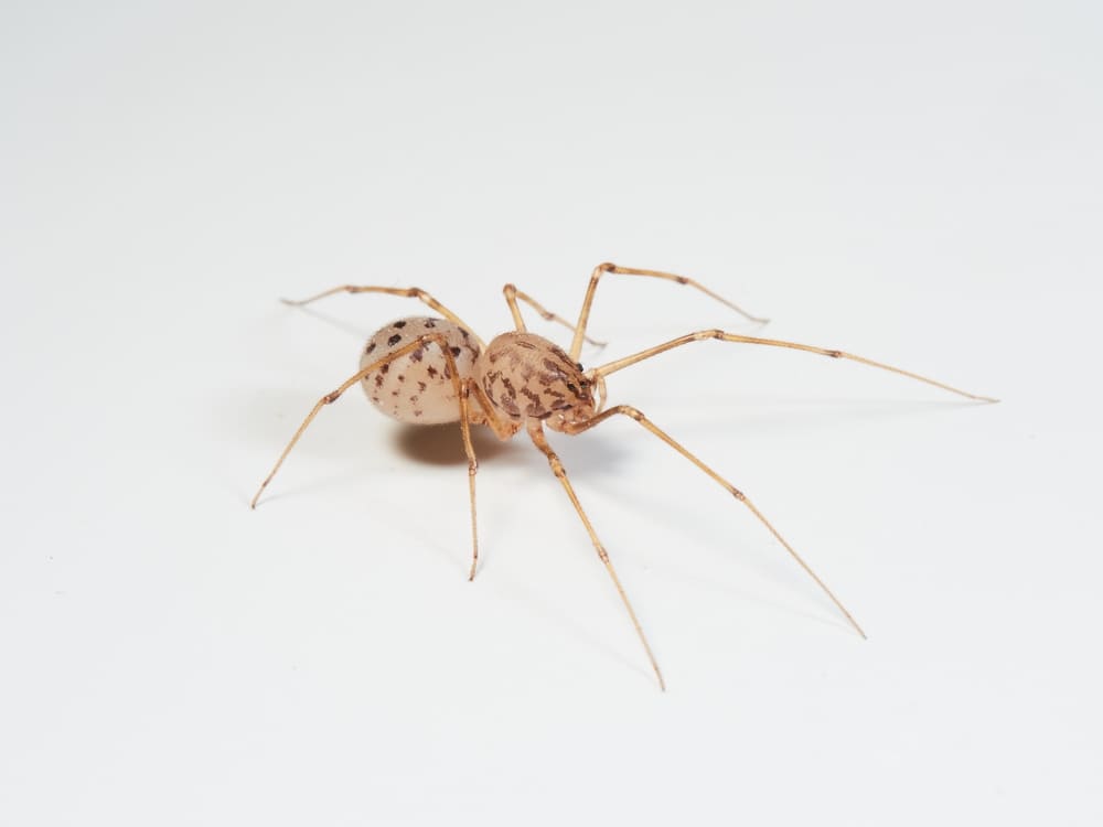 immagine-ragno-genere-scytodes