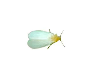 greenhouse white fly