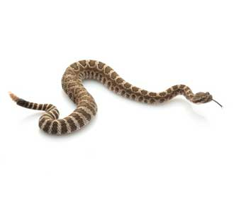 Colubro liscio