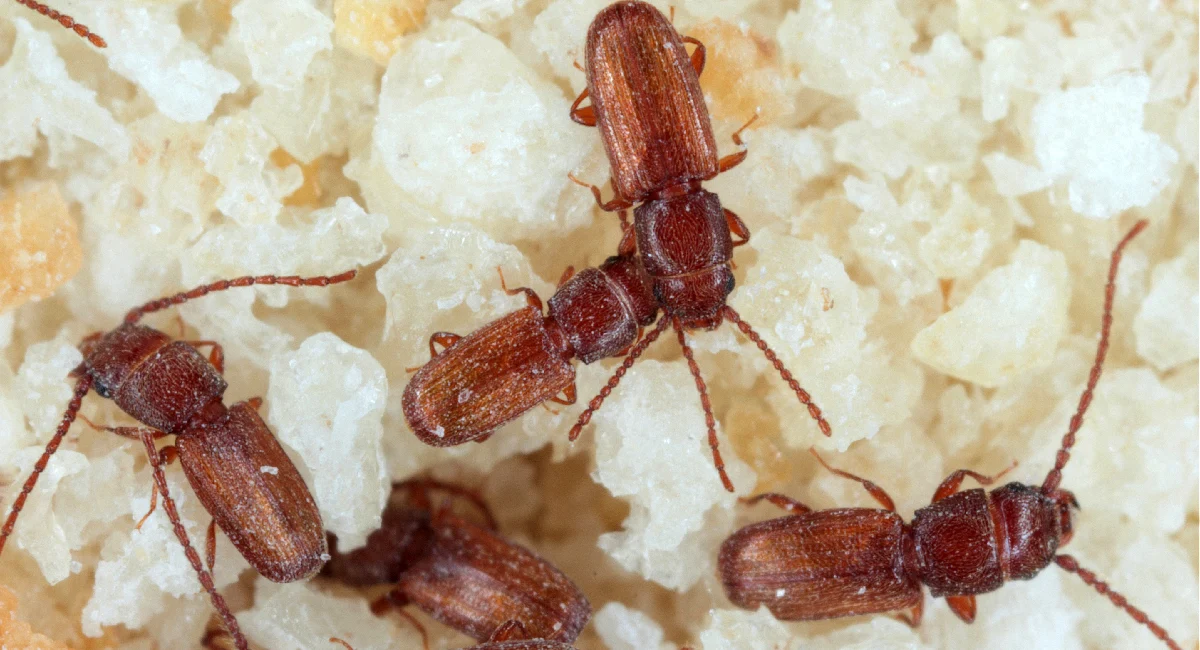 Reiskäfer oder Reisrüsselkäfer sind Vollkornschädlinge