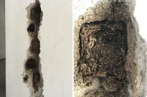 Termite damage seen in substances that aren’t wood - in this case plaster