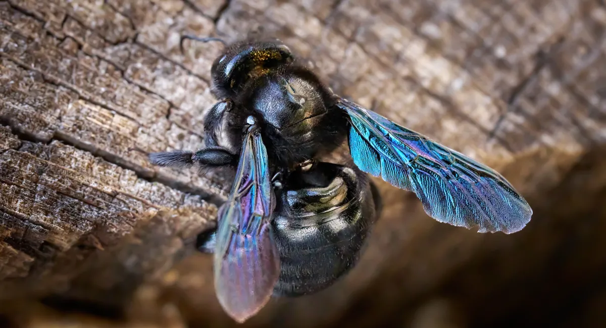 abeille charpentière - Xylocopa violacea