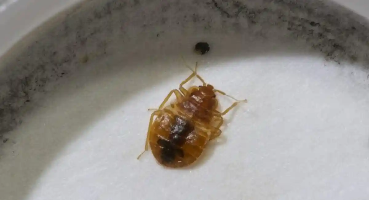 Image of bed bug