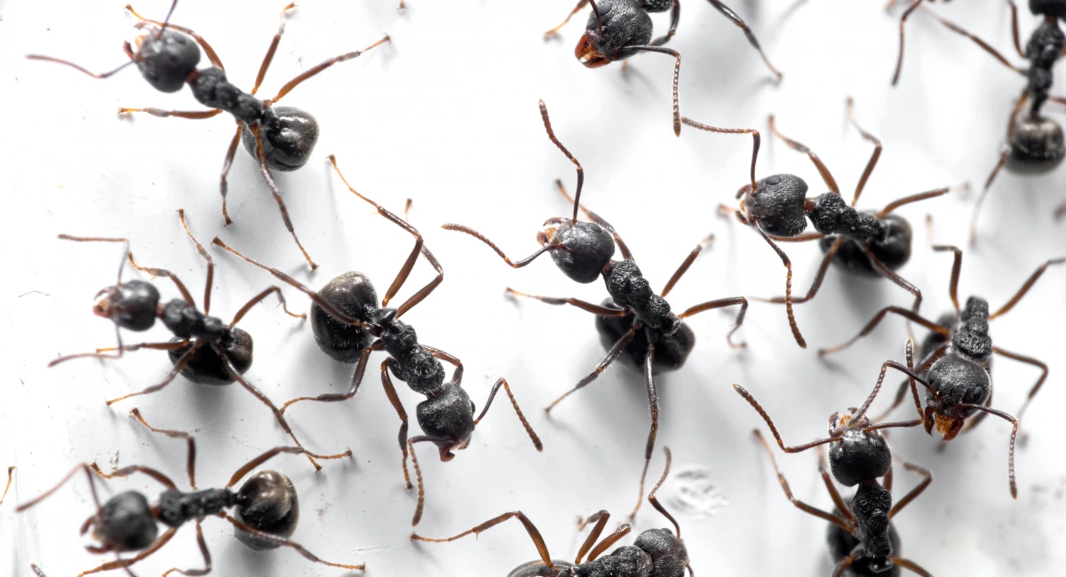 fourmi noire des chemins - Lasius niger