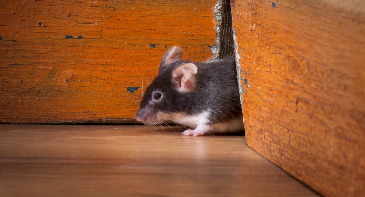Mouse Hole
