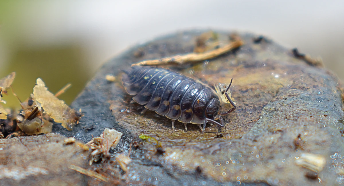 Woodlouse