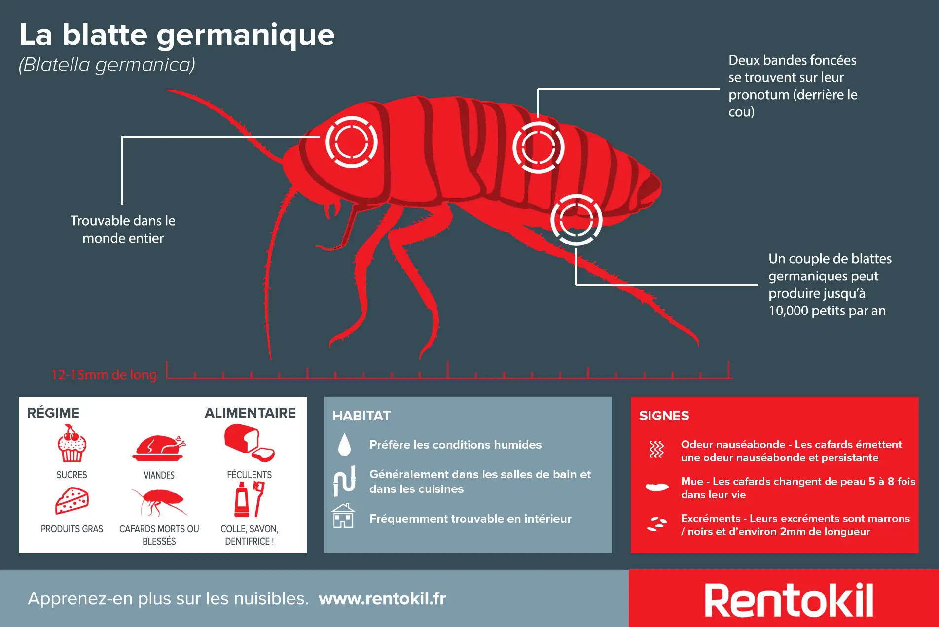 La blatte germanique