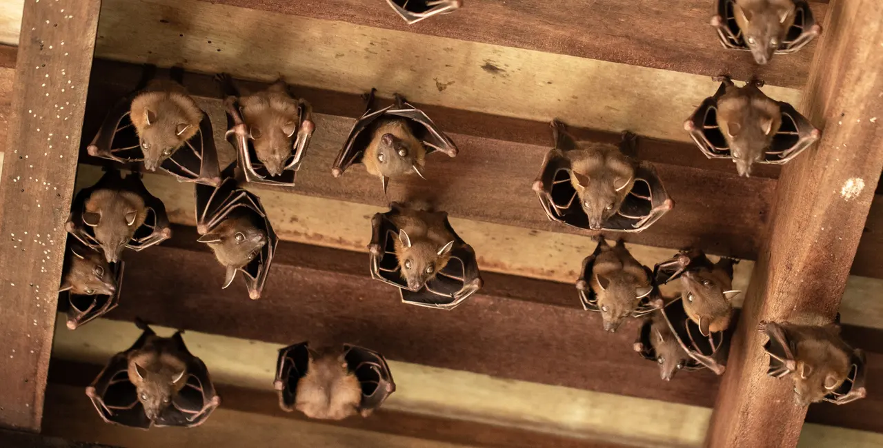 bats