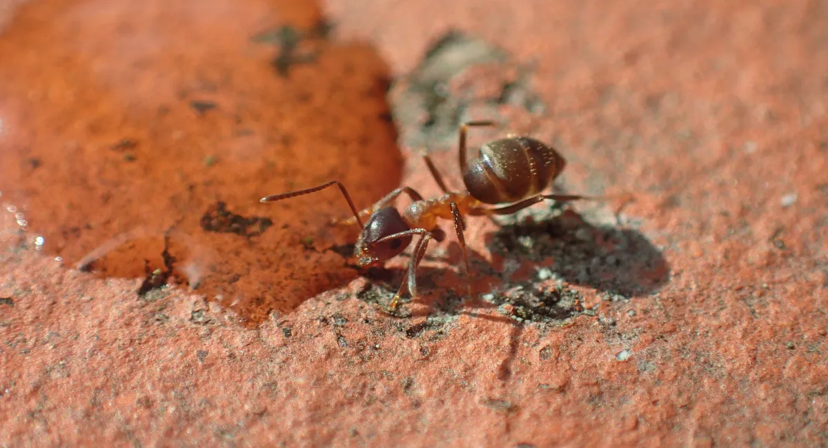 tetramorium-caespitum