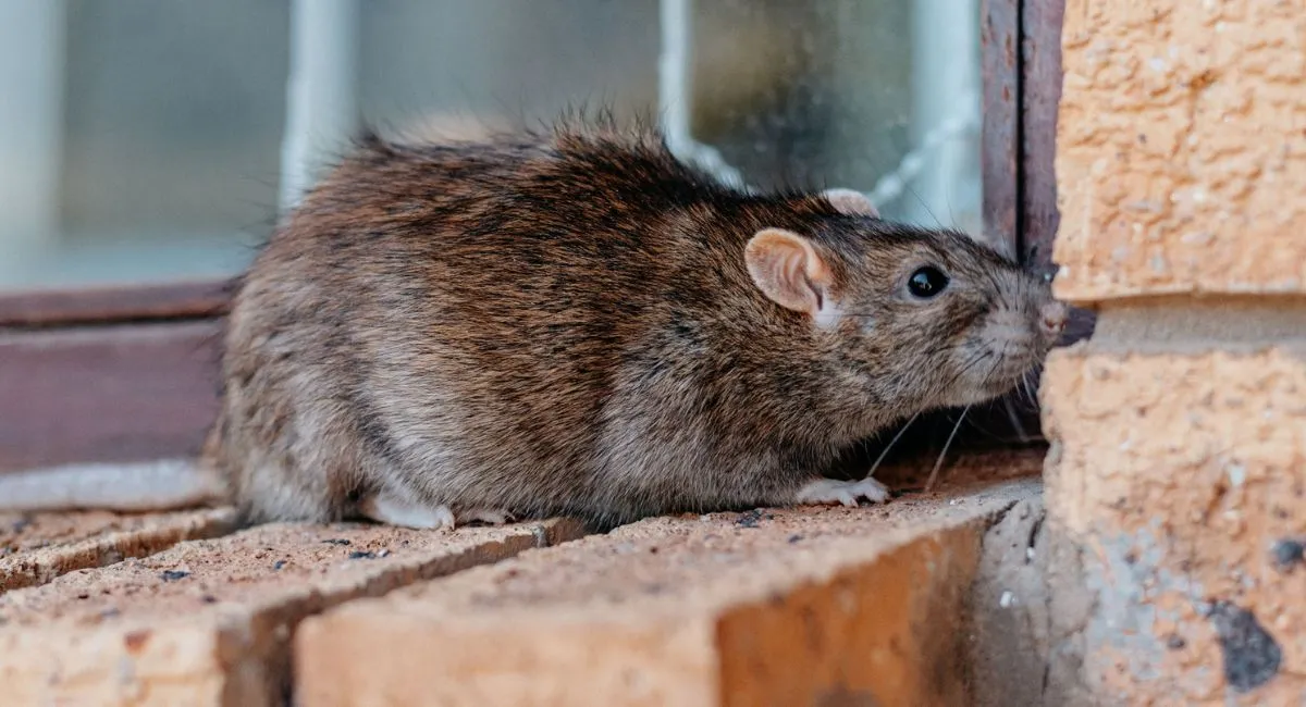 rodent