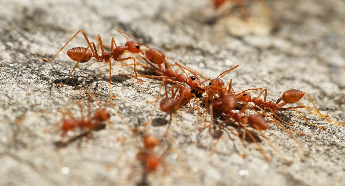 fireant