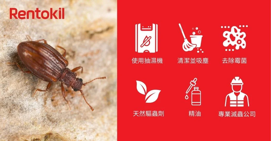 消除姬薪蟲的6個貼士