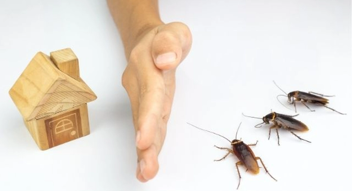 What attracts cockroaches?