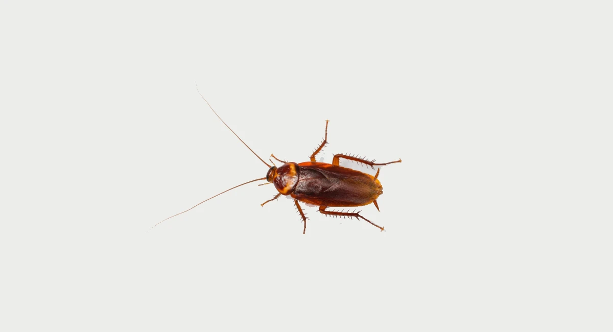 american cockroach