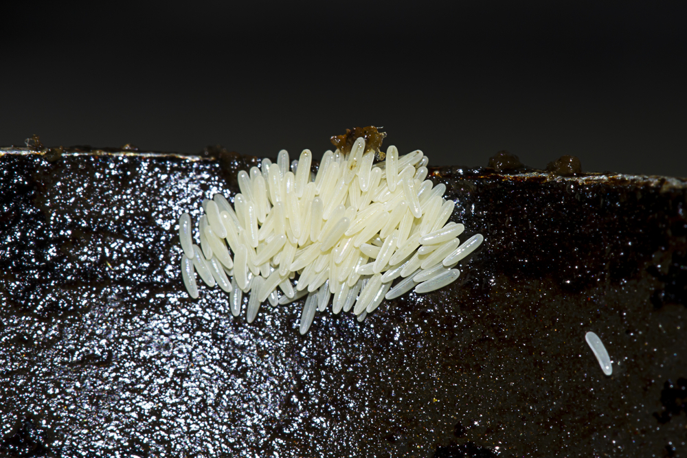 Immagine di uova di mosca blu orientale (Chrysomya megacephala) su cibo