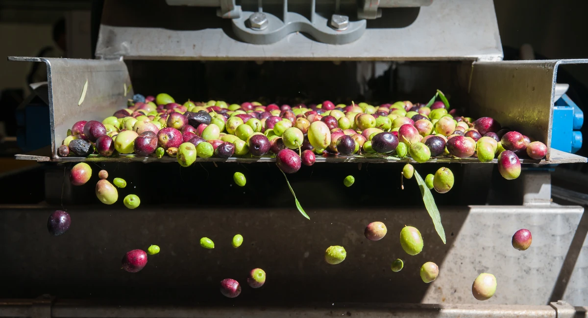 Olive cleaning