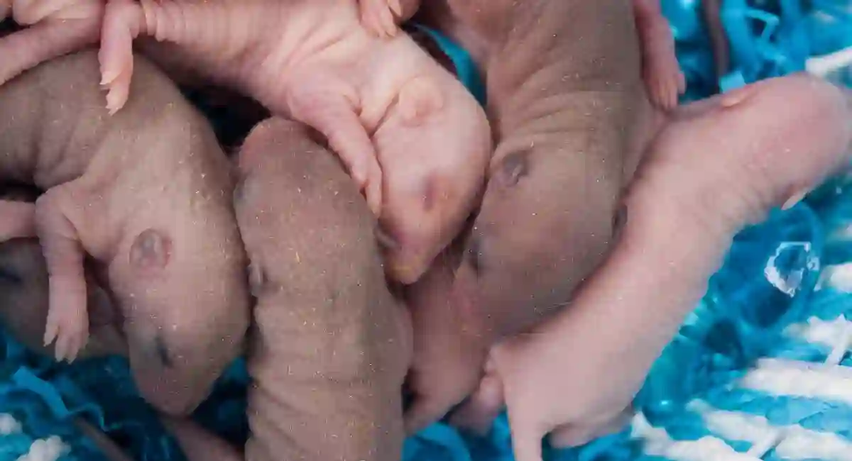Baby Rongent Surprising rodent facts you won't believe | Rentokil US