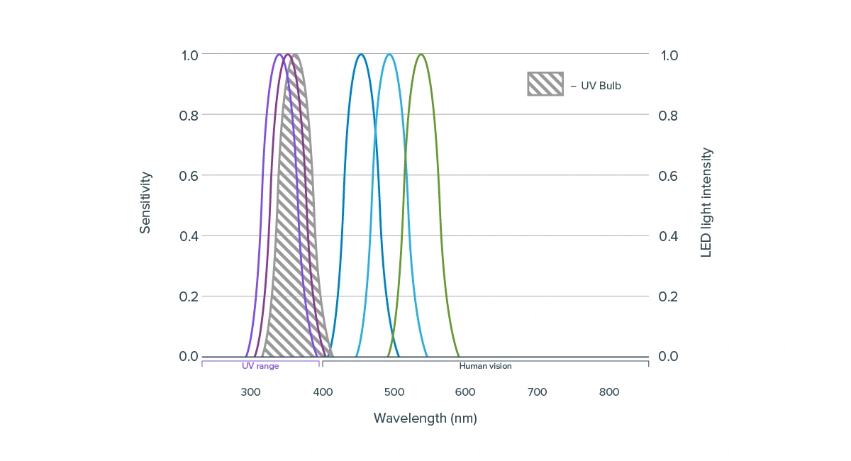 Light sensitivity of a house fly (Musca domestica) eye compared to the UV LED spectrum.