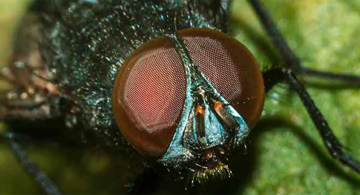 Fly on leaf