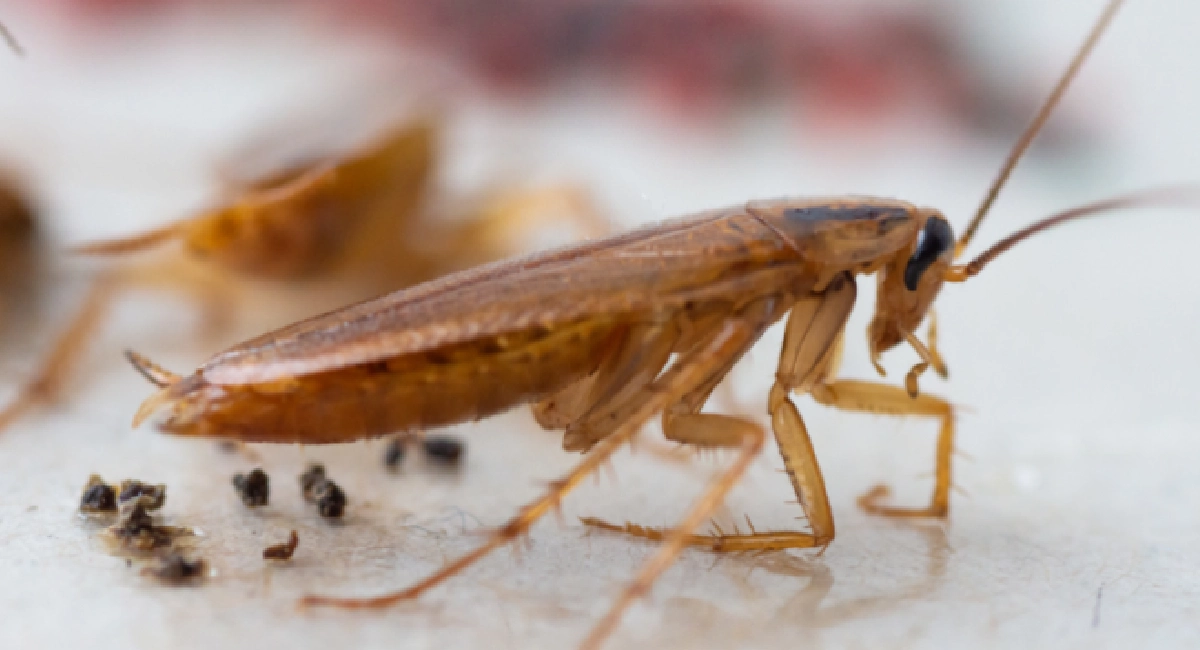 Cucaracha