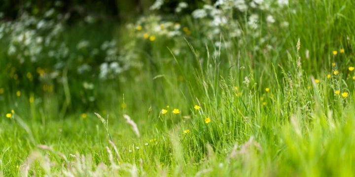 Cut grass and bushes to prevent mosquitoes from resting there during the day