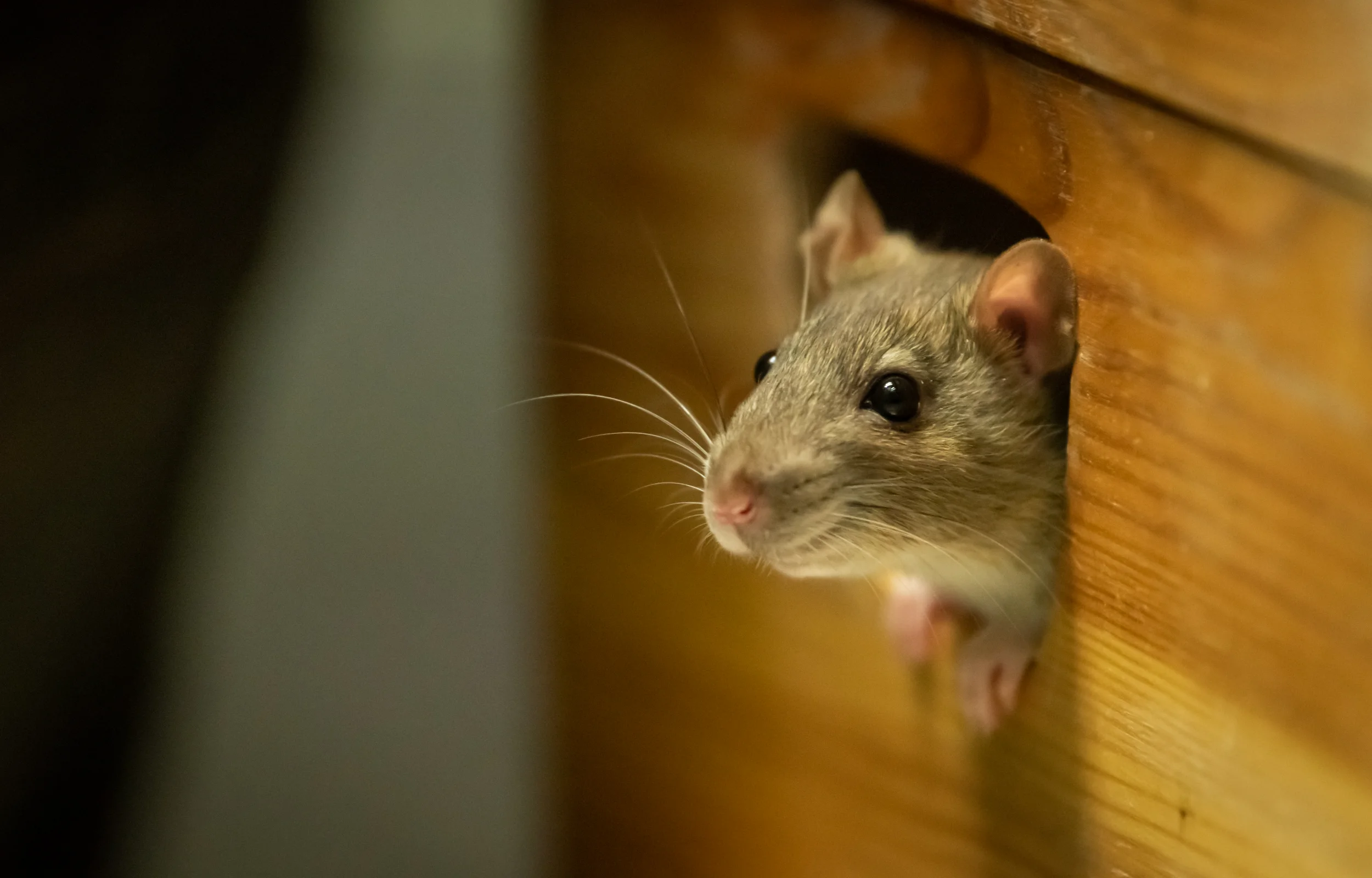 rodent