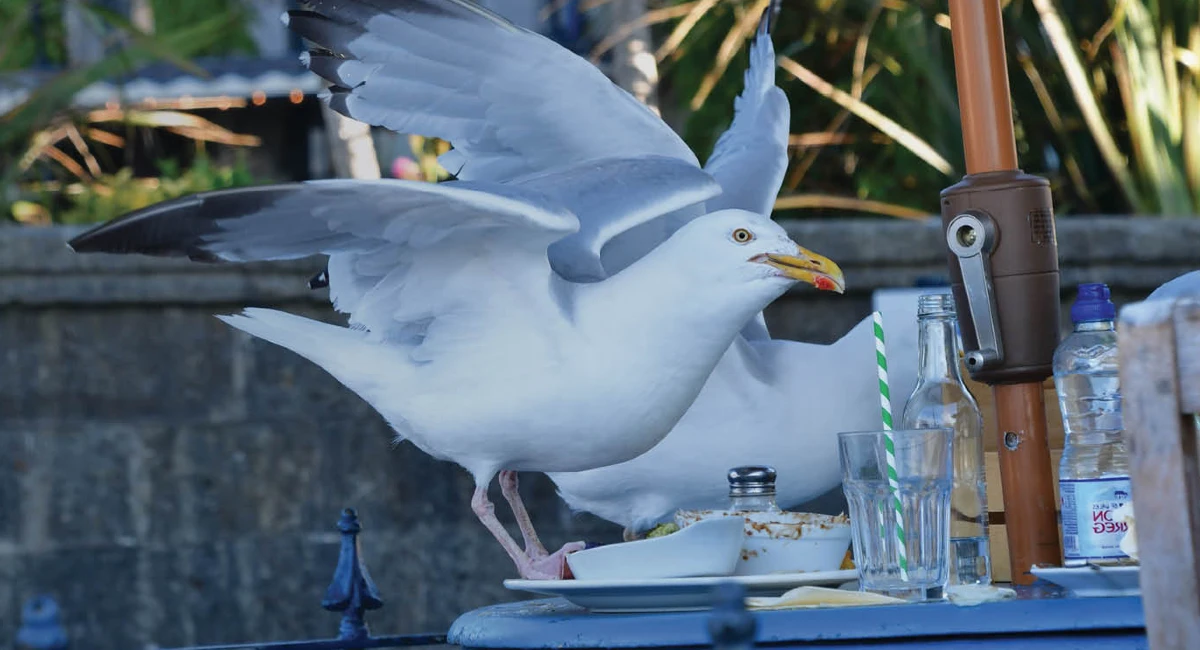 Birds