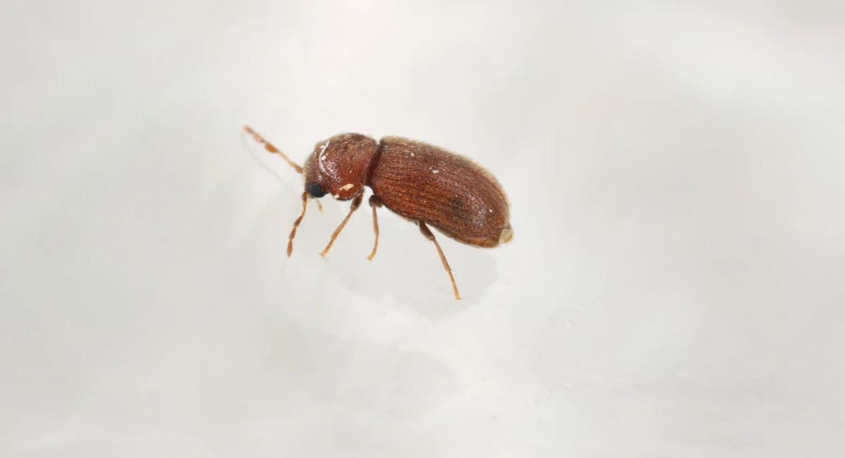 Brødbille
