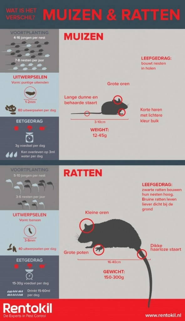 rentokil-image-mice-vs-rats-infographic