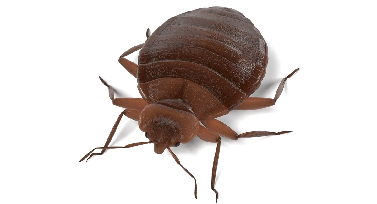 bedbug