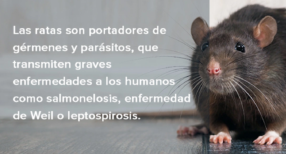 plagas de ratas