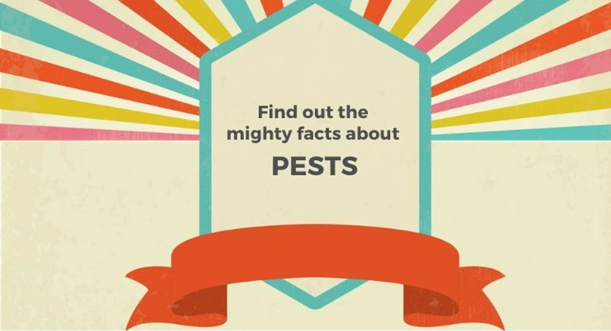 Debugged Blog Common Pest Problems At Home Mighty Facts of Pests