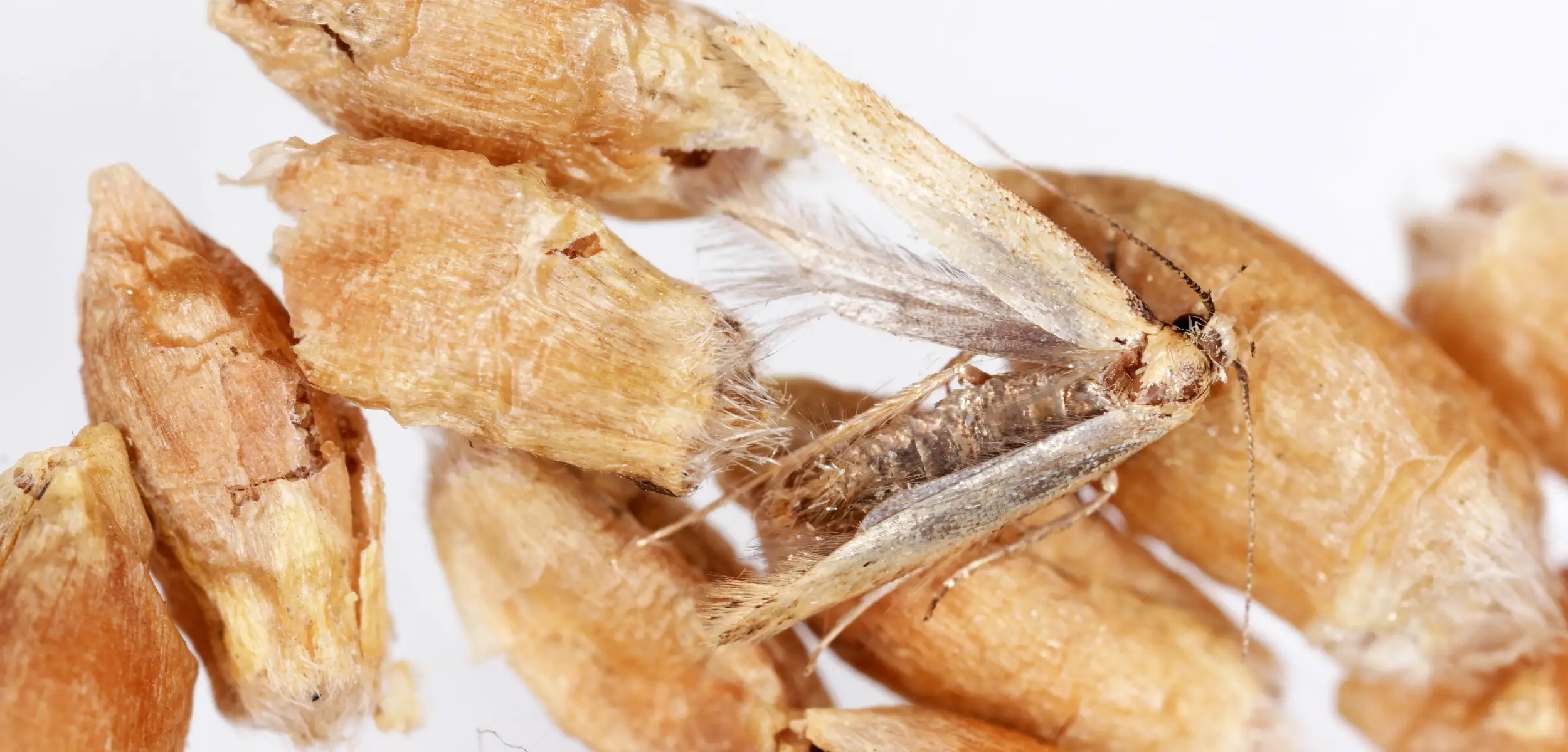 grain moth