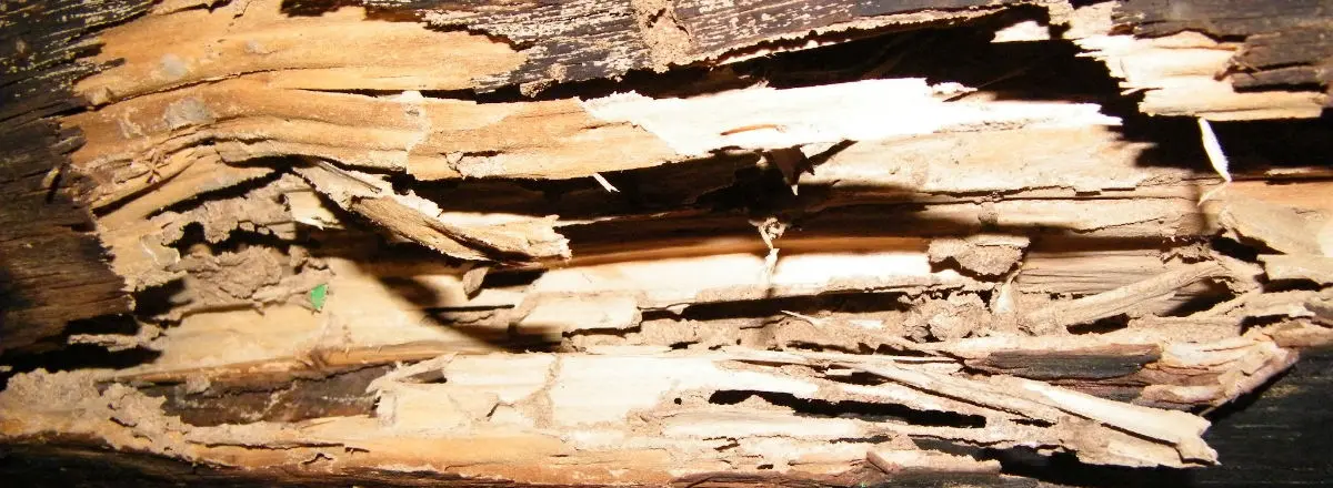Termite-infested doors and windows can be difficult to open
